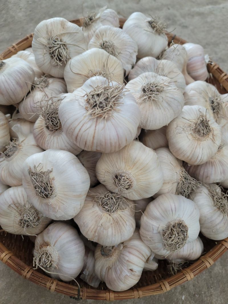 장터 상품 [gcm(친환경미생물)농법으로 키운 유황홍산마늘 소1접4kg] 썸네일