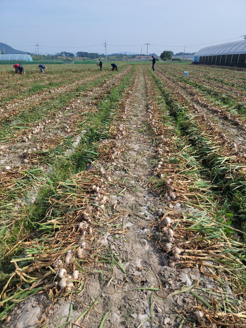 다둥이네농장님의 장터 판매 상품 [gcm(친환경미생물)농법으로 키운 유황홍산마늘 소1접4kg] 첨부 사진