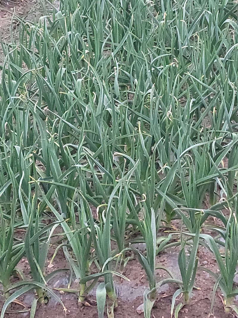 다둥이네농장님의 장터 판매 상품 [gcm(친환경미생물)농법으로 키운 유황홍산마늘 소1접4kg] 첨부 사진