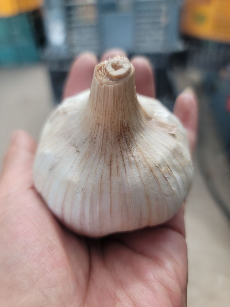 다둥이네농장님의 장터 판매 상품 [gcm(친환경미생물)농법으로 키운 유황홍산마늘 소1접4kg] 첨부 사진