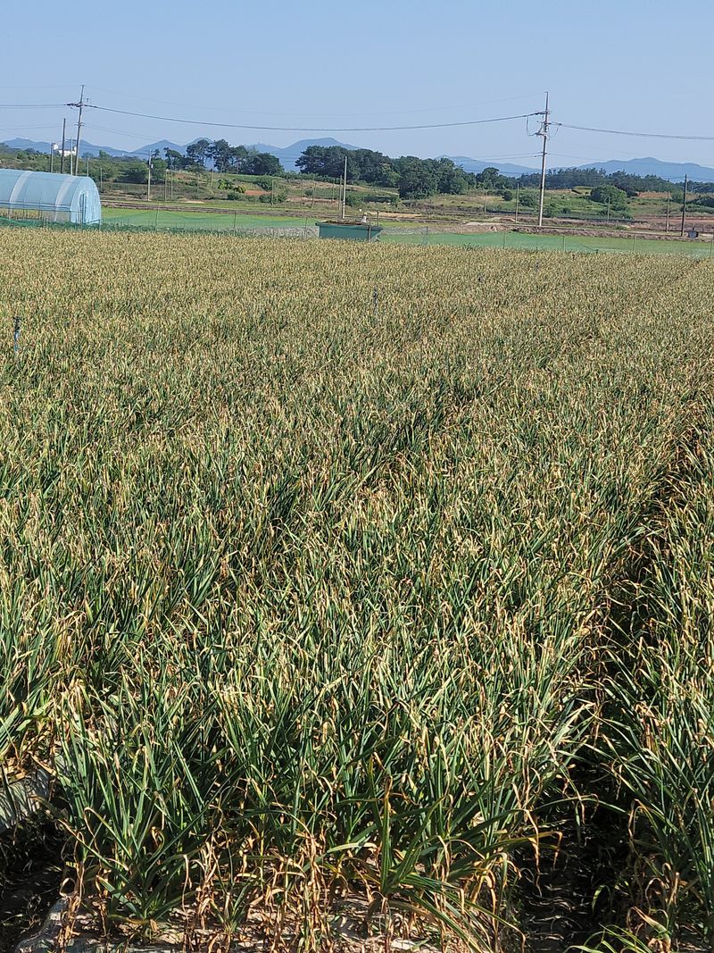 다둥이네농장님의 장터 판매 상품 [gcm(친환경미생물)농법으로 키운 유황홍산마늘 소1접4kg] 첨부 사진