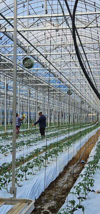 박명철님의 토마토 · 영농일지 작성글 사진