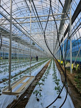 박명철님의 토마토 · 영농일지 작성글 사진