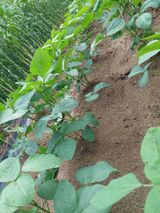 팜모닝 콩·자유게시판 게시글 이미지