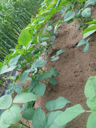 쌍둥이할매님의 콩 · 자유게시판 작성글 사진