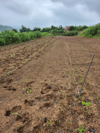 박미란님의 들깨 · 자유게시판 작성글 사진