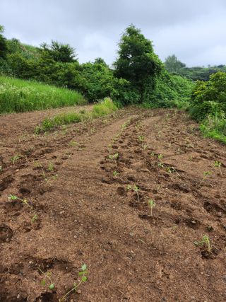 박미란님의 들깨 · 자유게시판 작성글 사진
