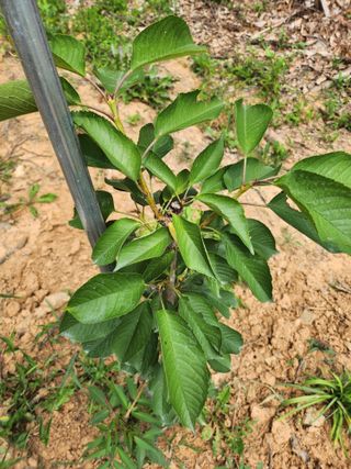 원이님의 기타작물 · 병해충상담 작성글 사진