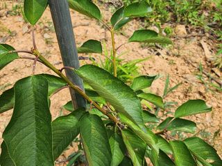 원이님의 기타작물 · 병해충상담 작성글 사진