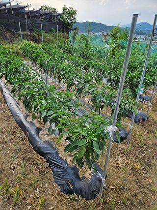 필사과농원님의 고추 · 영농일지 작성글 사진