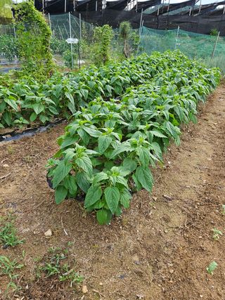 필사과농원님의 고추 · 영농일지 작성글 사진