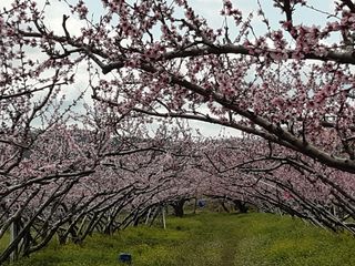 욕심내지말자님의 자두 · 병해충상담 작성글 사진