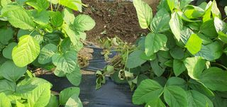 또순이떼지누리님의 콩 · 병해충상담 작성글 사진