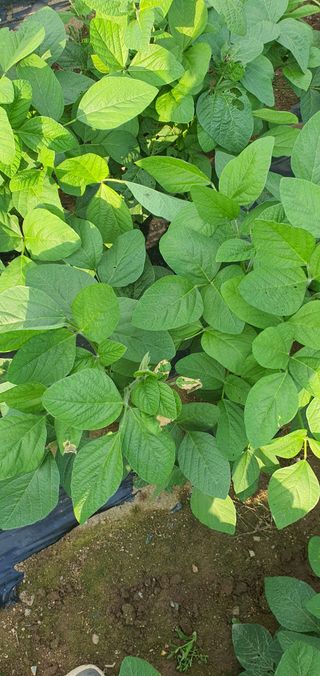 또순이떼지누리님의 콩 · 병해충상담 작성글 사진