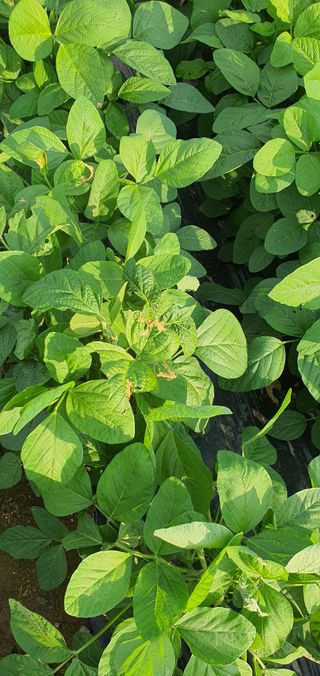 또순이떼지누리님의 콩 · 병해충상담 작성글 사진