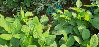 또순이떼지누리님의 콩 · 병해충상담 작성글 사진