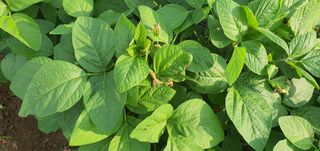 또순이떼지누리님의 콩 · 병해충상담 작성글 사진