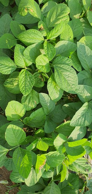 또순이떼지누리님의 콩 · 병해충상담 작성글 사진