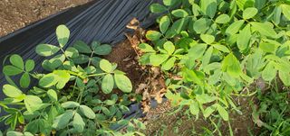 또순이떼지누리님의 콩 · 병해충상담 작성글 사진