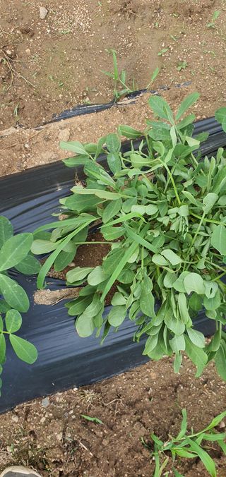 또순이떼지누리님의 콩 · 병해충상담 작성글 사진