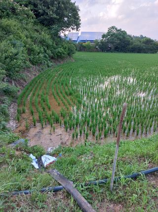 정은희 님의 벼 · 영농일지 작성글 사진