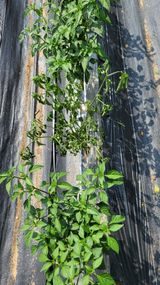 팜모닝 고추·병해충상담 게시글 이미지