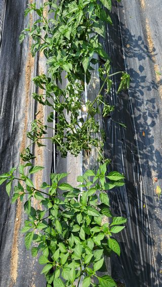 박희정님의 고추 · 병해충상담 작성글 사진