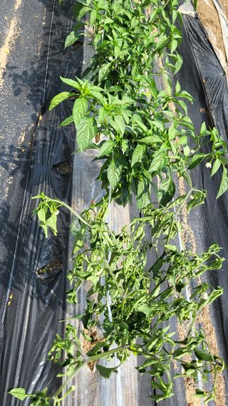 박희정님의 고추 · 병해충상담 작성글 사진