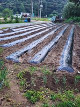 팜모닝 들깨·자유게시판 게시글 이미지