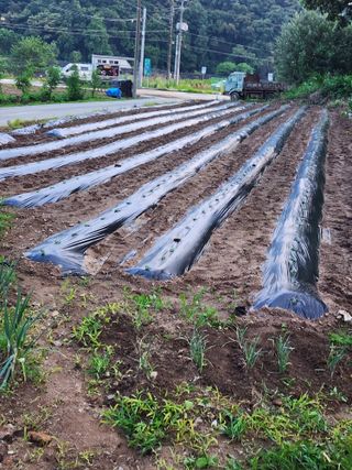 매실16290님의 들깨 · 자유게시판 작성글 사진