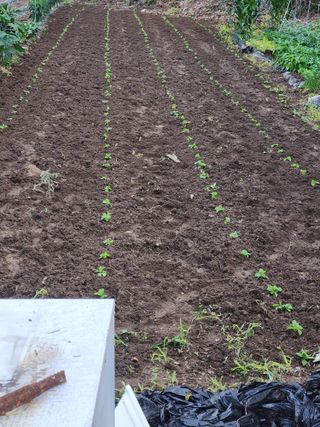 매실16290님의 들깨 · 자유게시판 작성글 사진