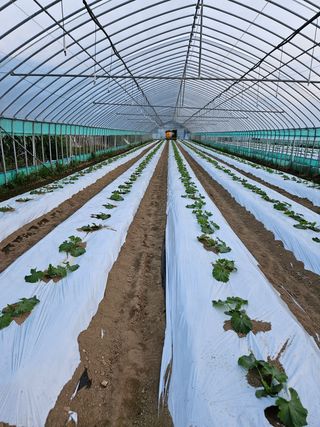 박명철님의 토마토 · 영농일지 작성글 사진