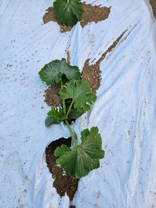 박명철님의 토마토 · 영농일지 작성글 사진