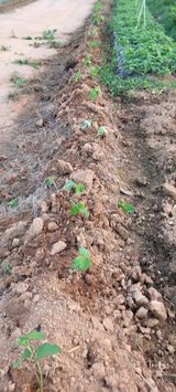 팜모닝 들깨·영농일지 게시글 이미지