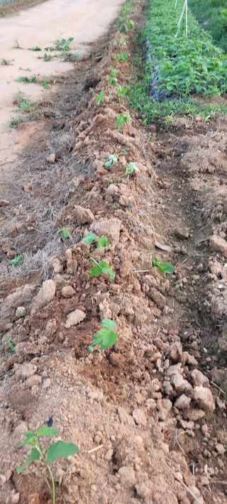 김기철님의 들깨 · 영농일지 작성글 사진