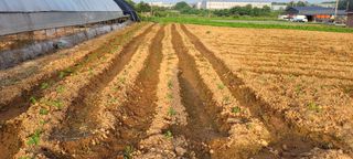 김기철님의 들깨 · 영농일지 작성글 사진