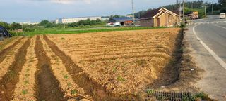 김기철님의 들깨 · 영농일지 작성글 사진