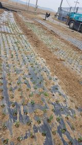 팜모닝 마늘·병해충상담 게시글 이미지