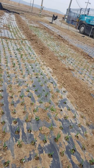 화성미스터김님의 마늘 · 병해충상담 작성글 사진