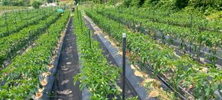  울산 큰애기님의 장마 대비 어떻게 하셨나요? · 참여 작성글 사진