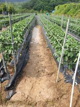 팜모닝 고추·자연재해•동물피해 게시글 이미지