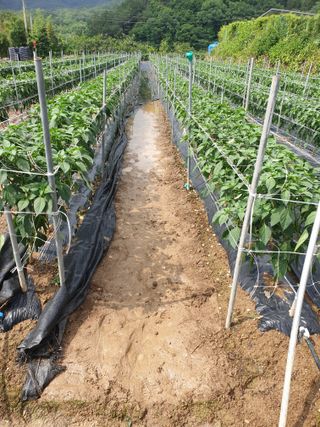 유영선님의 고추 · 자연재해•동물피해 작성글 사진