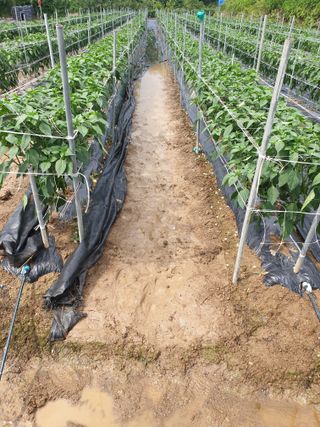 유영선님의 고추 · 자연재해•동물피해 작성글 사진