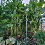 팜모닝 옥수수·영농일지 게시글 이미지