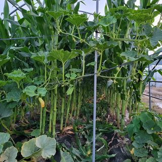 우진(초보농사꾼)님의 옥수수 · 영농일지 작성글 사진