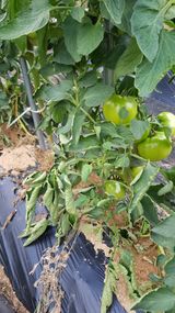 팜모닝 토마토·병해충상담 게시글 이미지