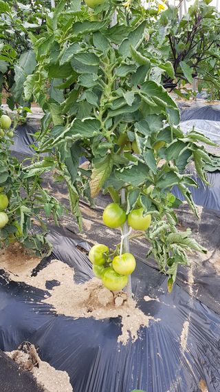 김경형님의 토마토 · 병해충상담 작성글 사진