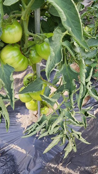 김경형님의 토마토 · 병해충상담 작성글 사진