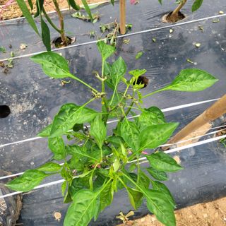 ,kim님의 고추 · 병해충상담 작성글 사진