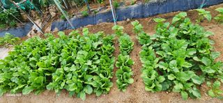 접시꽃님의 콩 · 자유게시판 작성글 사진